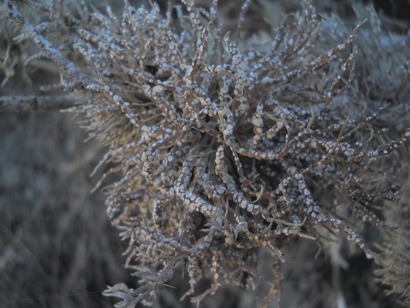 Roccella phycopsis - .. su ginepro...